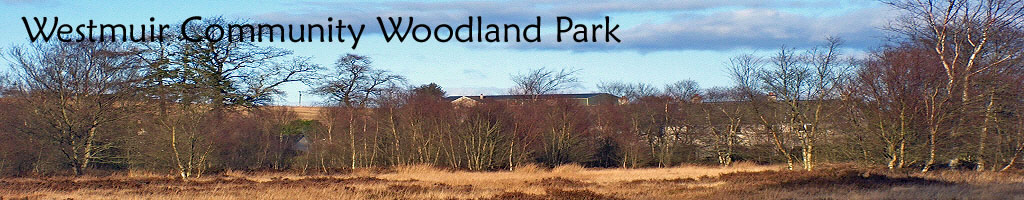Woodland Banner